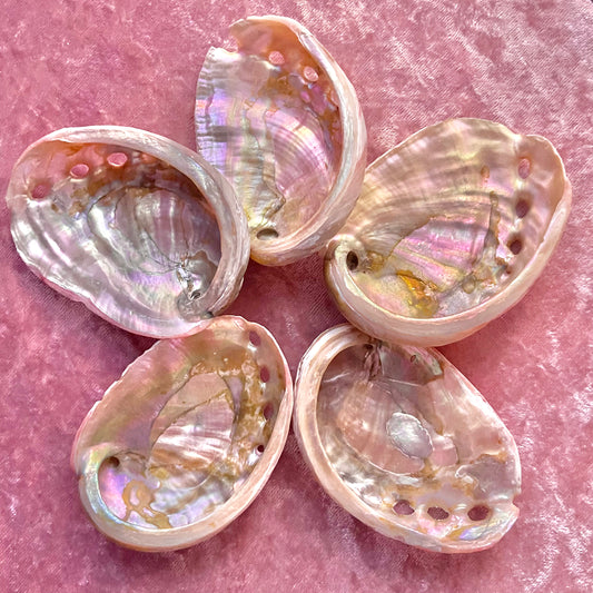 Small Abalone Shell